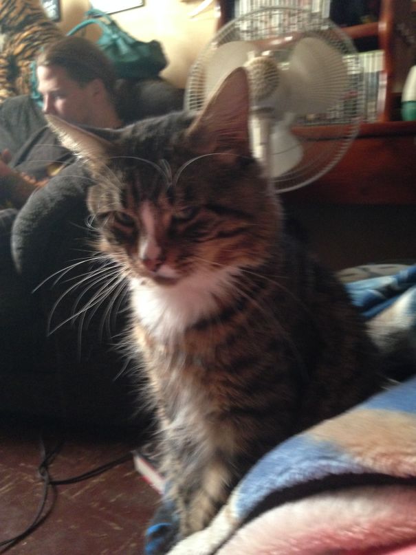 He's Going To Kill Us Both If He Doesn't Get Canned Cat Food