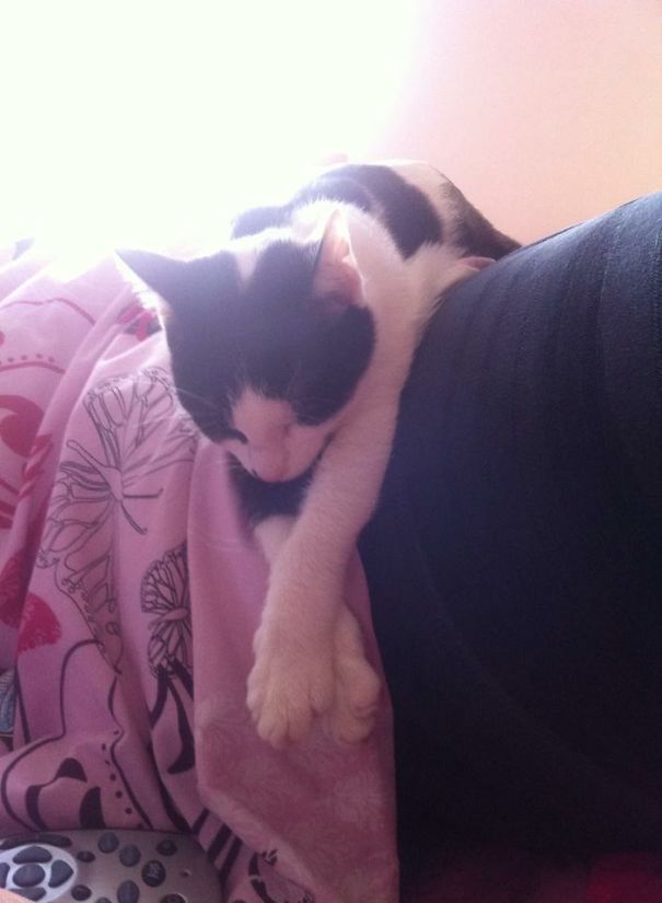 Pumpkin Melting Off The Sofa.