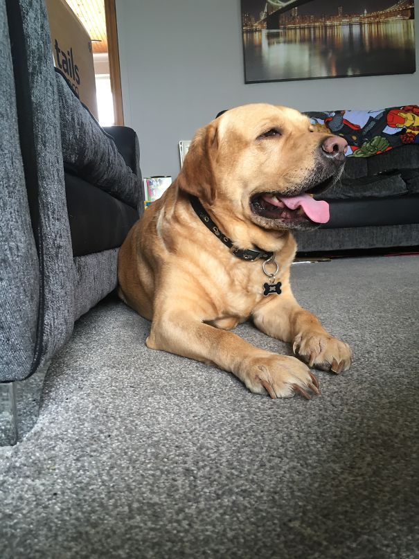 First Time Stitch Went On The New Carpet