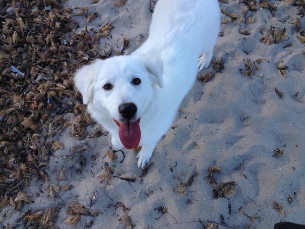 Ares First Day At The Beach!