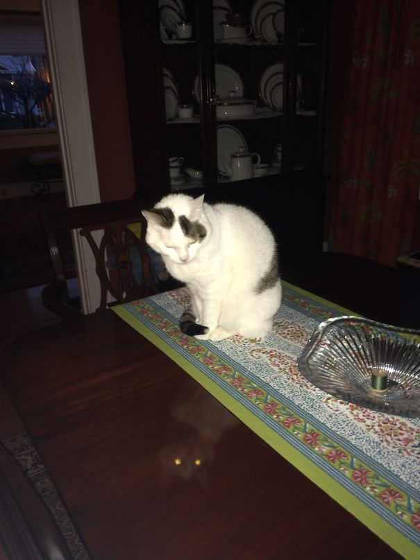 My Aunt's Cat Maya, And Her Evil Twin