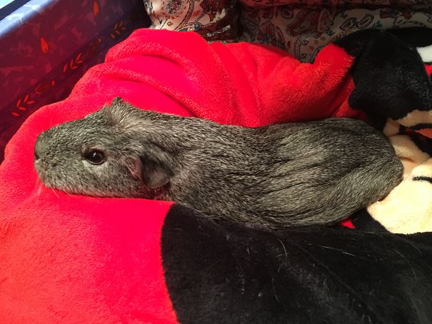 My Guinea Pig Is Melting On My Lap!