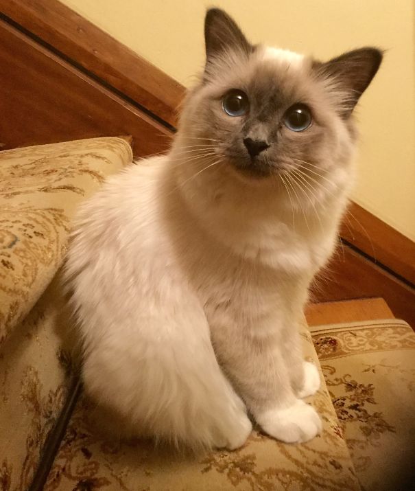 Will Destroy You With My Cuteness..