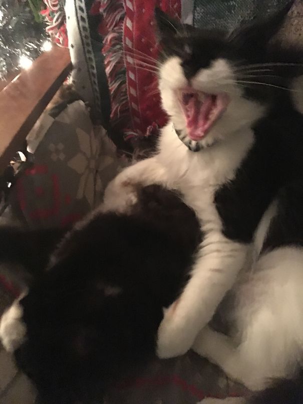 Ripley, Accidentally Strangling Nero.