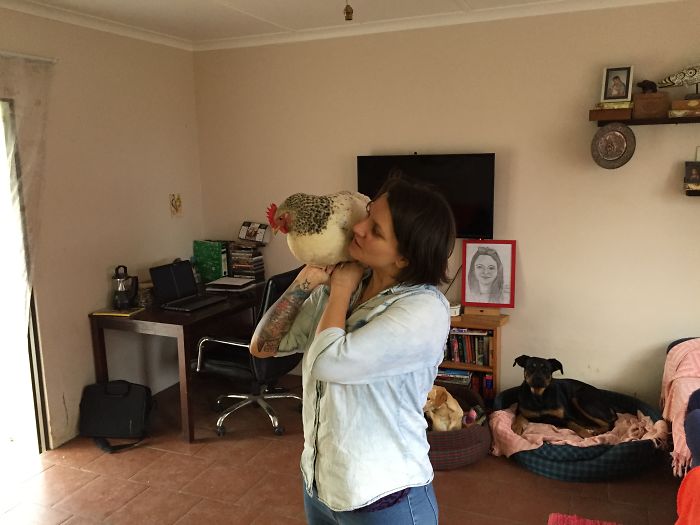 I Rescue And Care For Chickens In Paradise