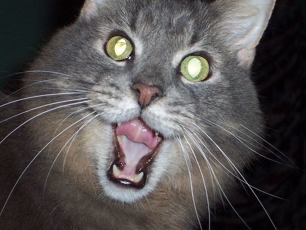 Possessed Kitty Attack