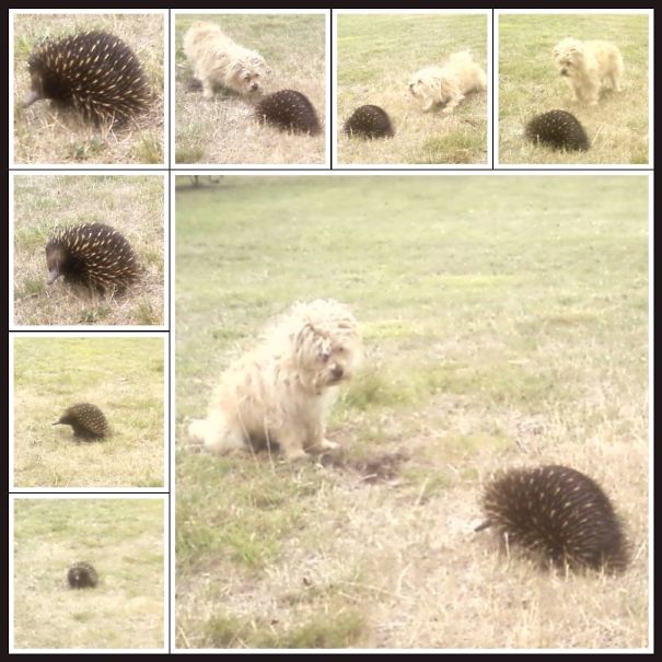 First Time Meeting An Echidna!