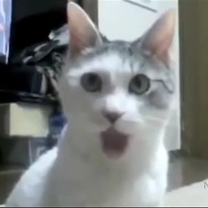 celestia-388104 avatar