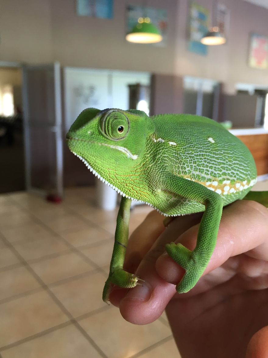 Chameleon. What A Privilege - They Are So Few These Days!