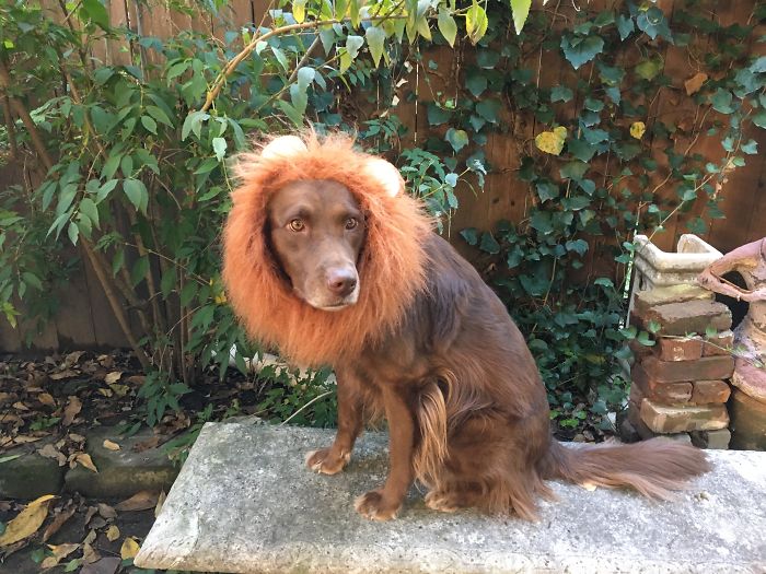 Mocha Is Not Happy With The New Amazon Package...