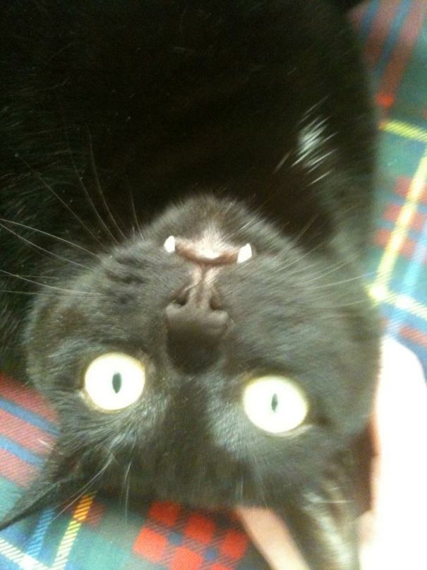Vampire Cat