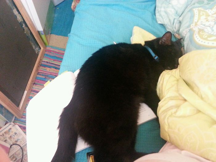 Leo Didn't Like His Collar, So He Interrupted My Studying.