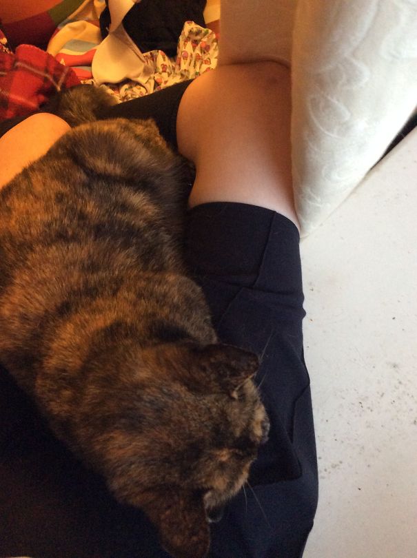 My Cat Has Melted Many Many Times