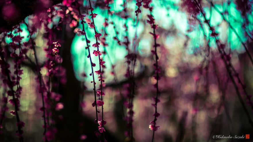 I Captured Plum Bloom In Japan