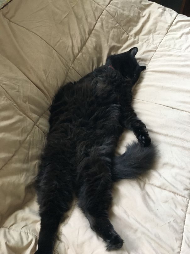 Toto Too...melted...