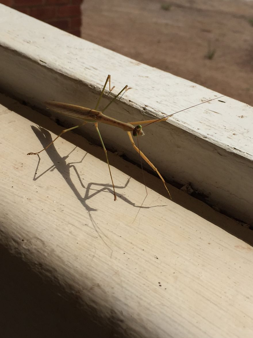 Preying Mantis Aka Shadow Ninja