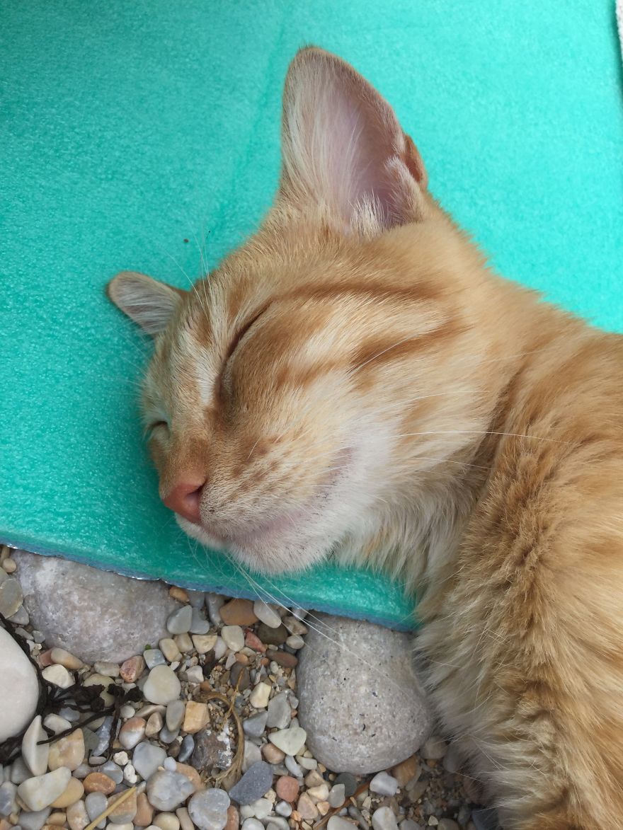 My Amazing Ginger Cat Bastiaan From Greek Beach
