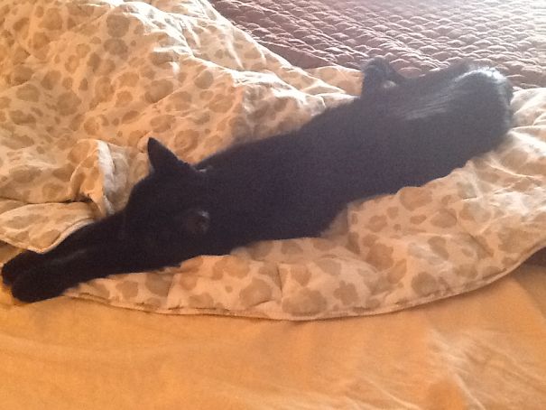 Melting Black Kitty...