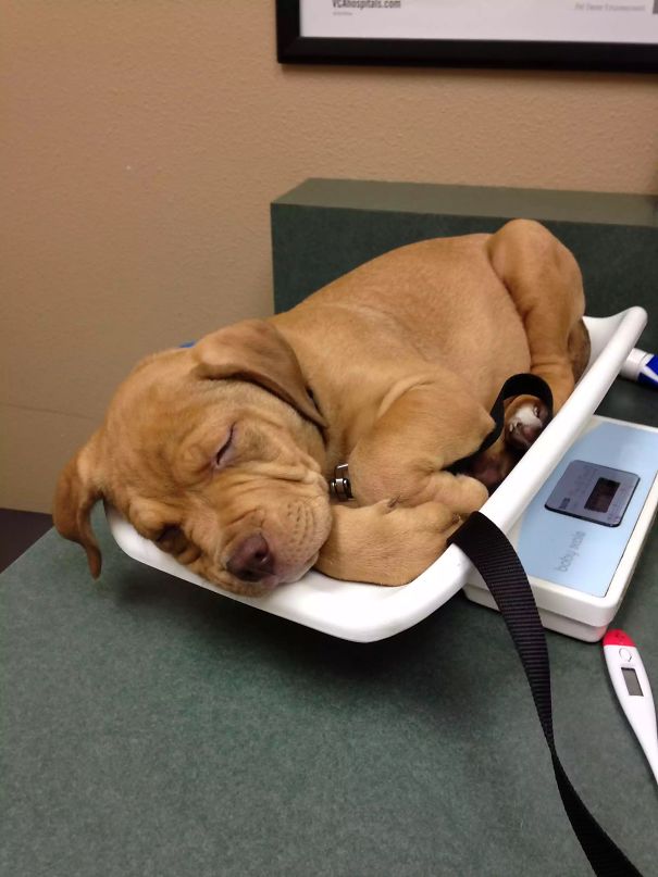 My Baby's First Visit To The Vet