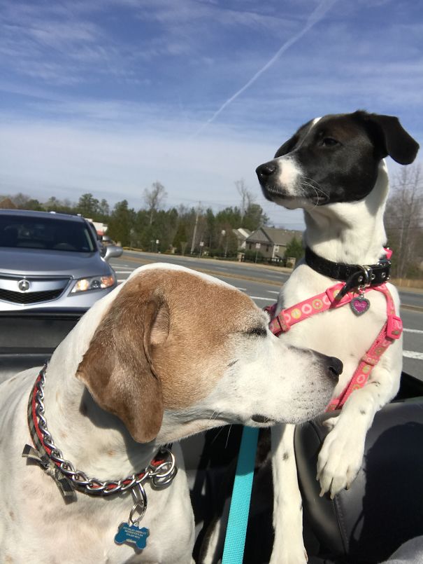 Oscar And Lucy's First Ride With The Top Down