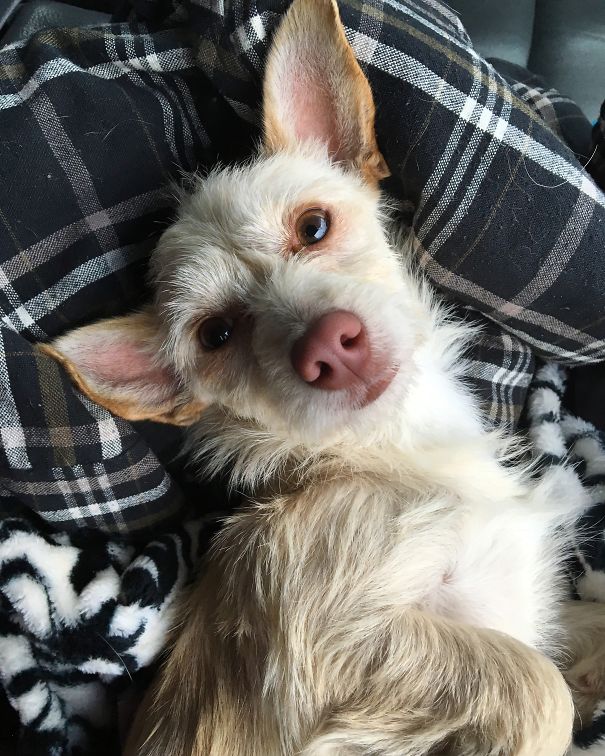 My Little Nuggs Enjoying Her First Car Ride With Her New Mom. She Was So Happy To Be Out Of The Shelter.