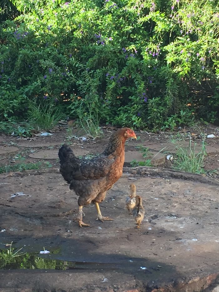 I Rescue And Care For Chickens In Paradise