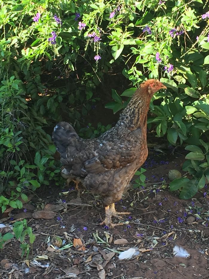 I Rescue And Care For Chickens In Paradise I Rescue And Care For Chickens In Paradise