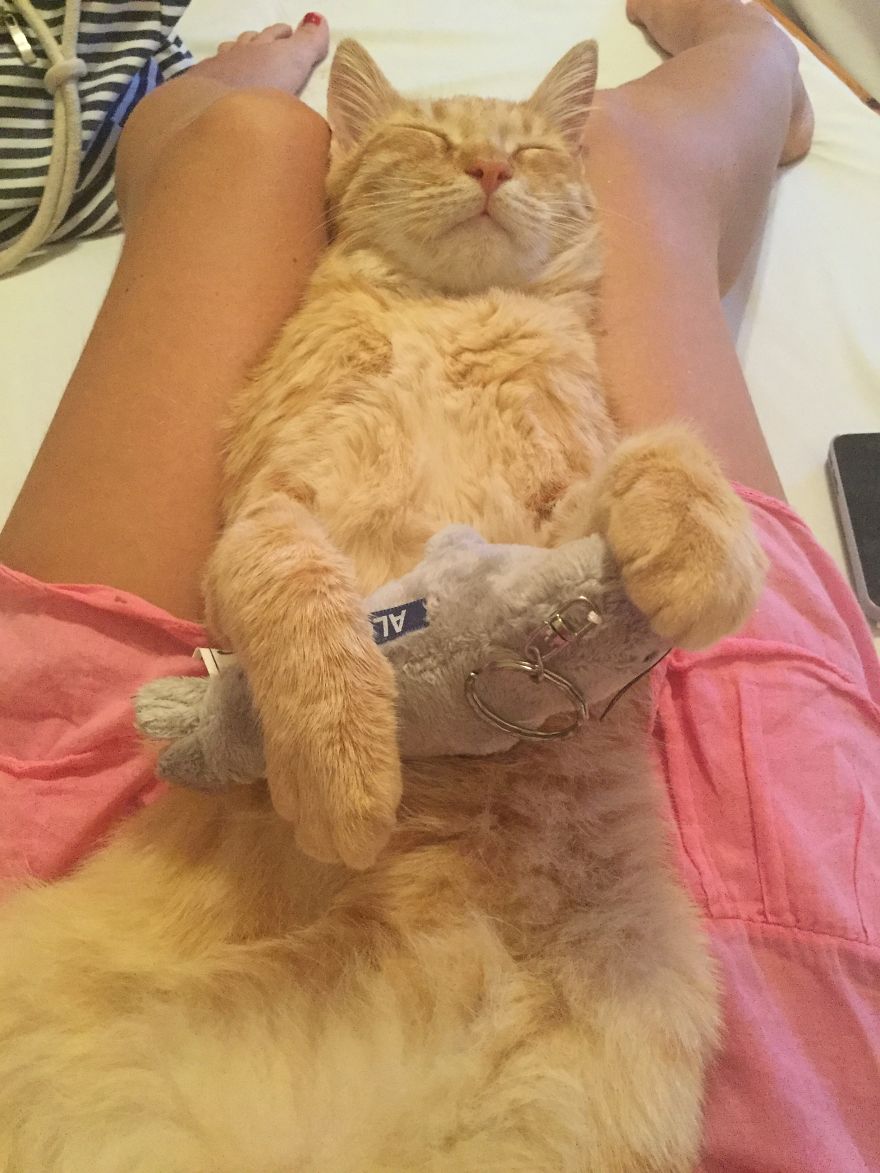 My Amazing Ginger Cat Bastiaan From Greek Beach