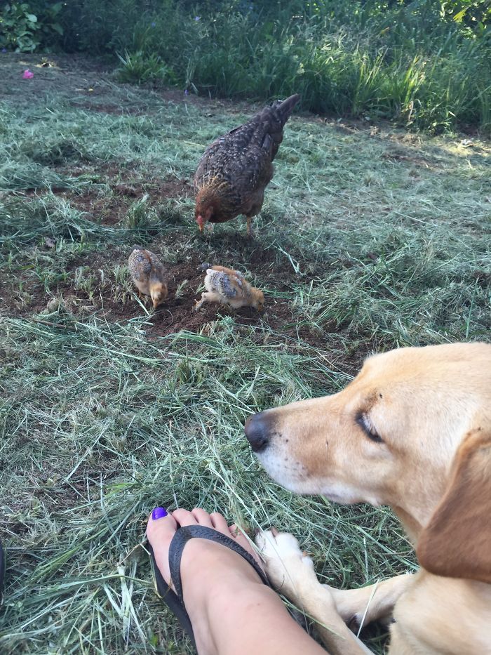 I Rescue And Care For Chickens In Paradise I Rescue And Care For Chickens In Paradise