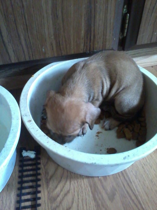Star's First Time Eating Out Of A Bowl And Not My Hand