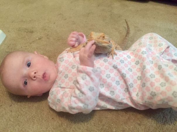 My Bearded Dragon Meeting His New Sister For The First Time!