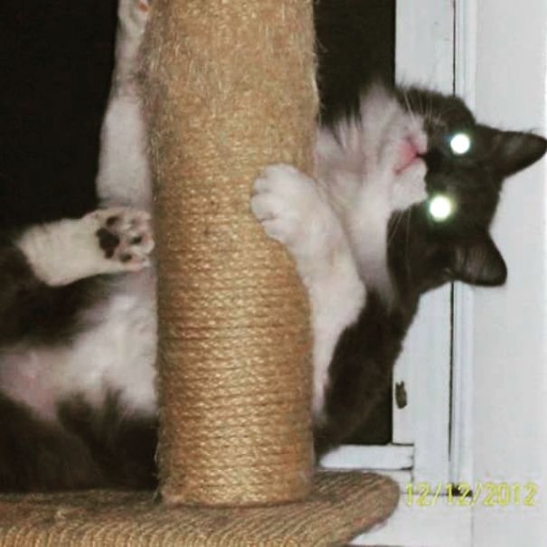 My Precioussss....scratching Post