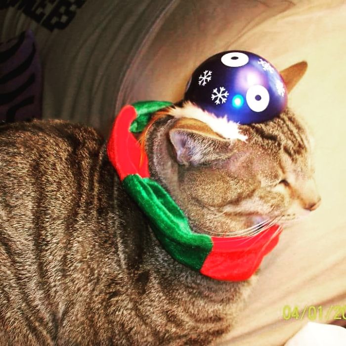 Remy Dressed In His Holiday Scarf And Tin Hat...he Doesn't Care!