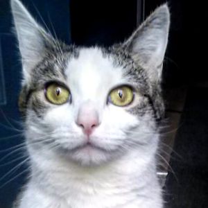 meowcat68 avatar