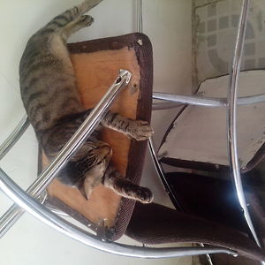 ildikosterner avatar