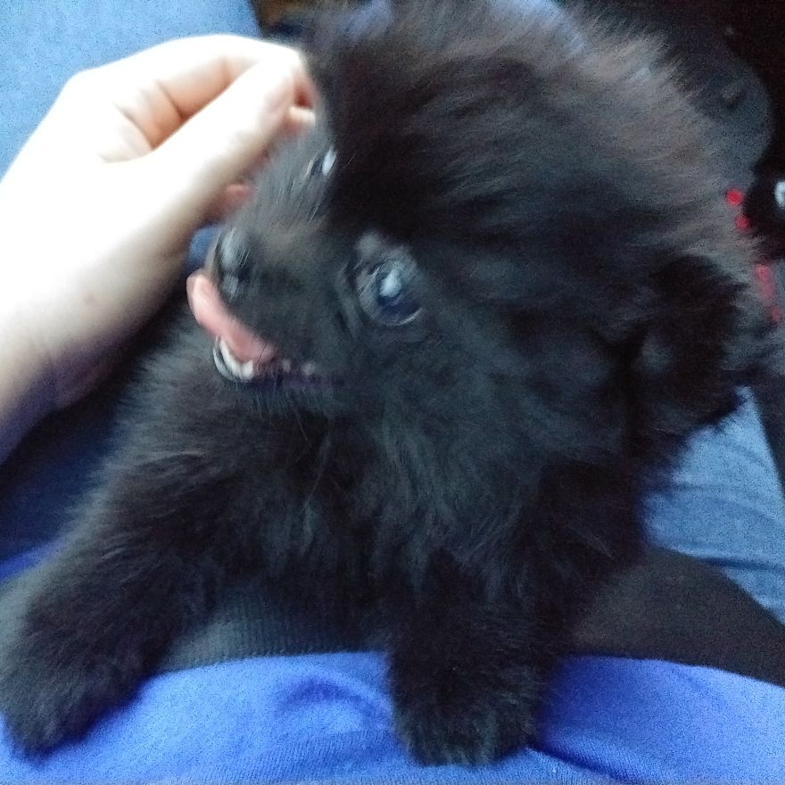 My Name Is Gizmo. No, Not The Gremlin