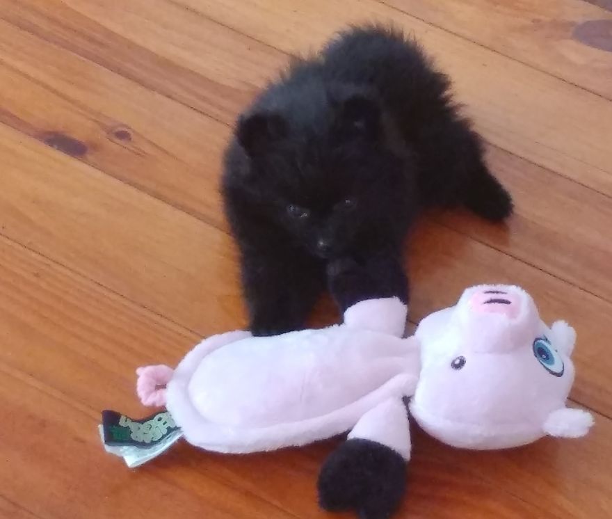 My Name Is Gizmo. No, Not The Gremlin My Name Is Gizmo. No, Not The Gremlin