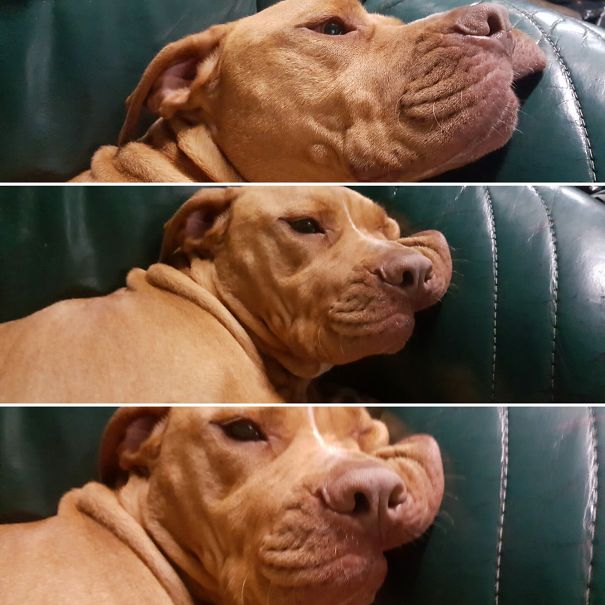 My Puppy Melting On The Couch!