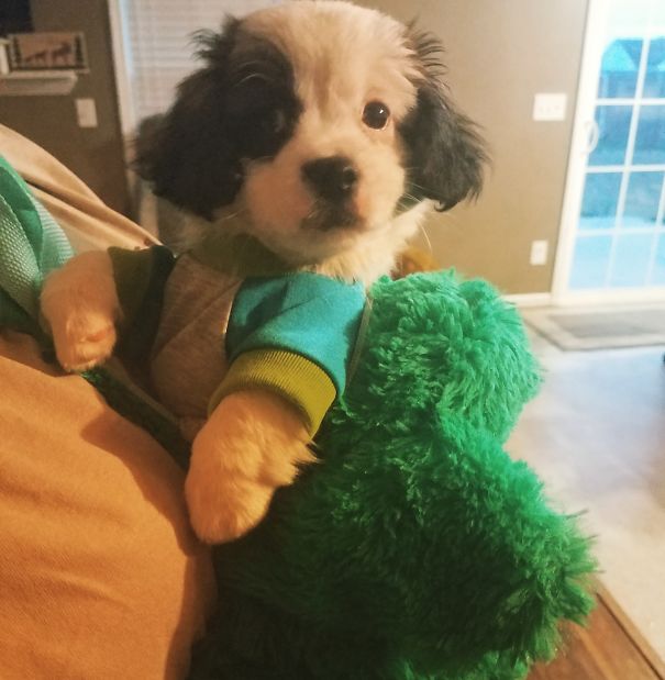 My Mom Got A Puppy For The First Time As A Birthday Present. This Is What She Does When He Wants To Be Held.