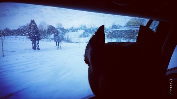 Bigdog Meeting Biggerdogs("??!!") For The First Time.