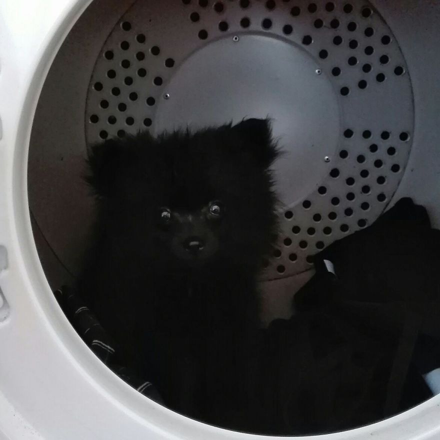 My Name Is Gizmo. No, Not The Gremlin My Name Is Gizmo. No, Not The Gremlin