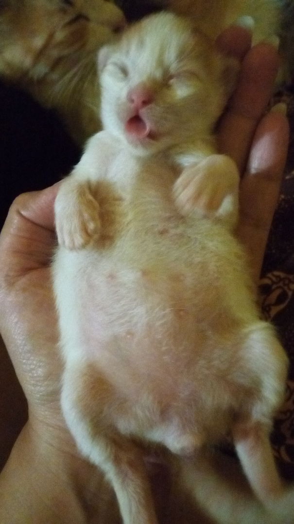 This Baby Kitten That Starting To Melt