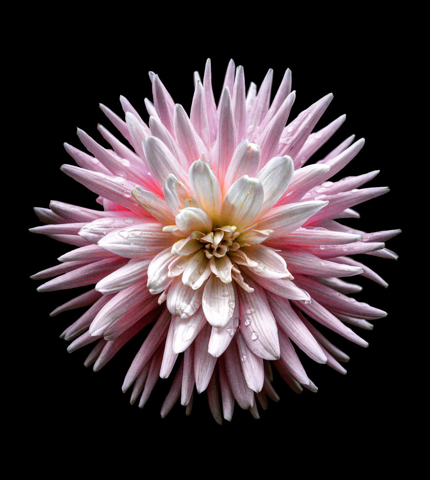 Another Beauty Found In The Cloudehill Gardens At Olinda In The Dandenong Ranges. This Stunning Natural Wonder Is Ready To Purchase As A Lustre Print At The Random Image.