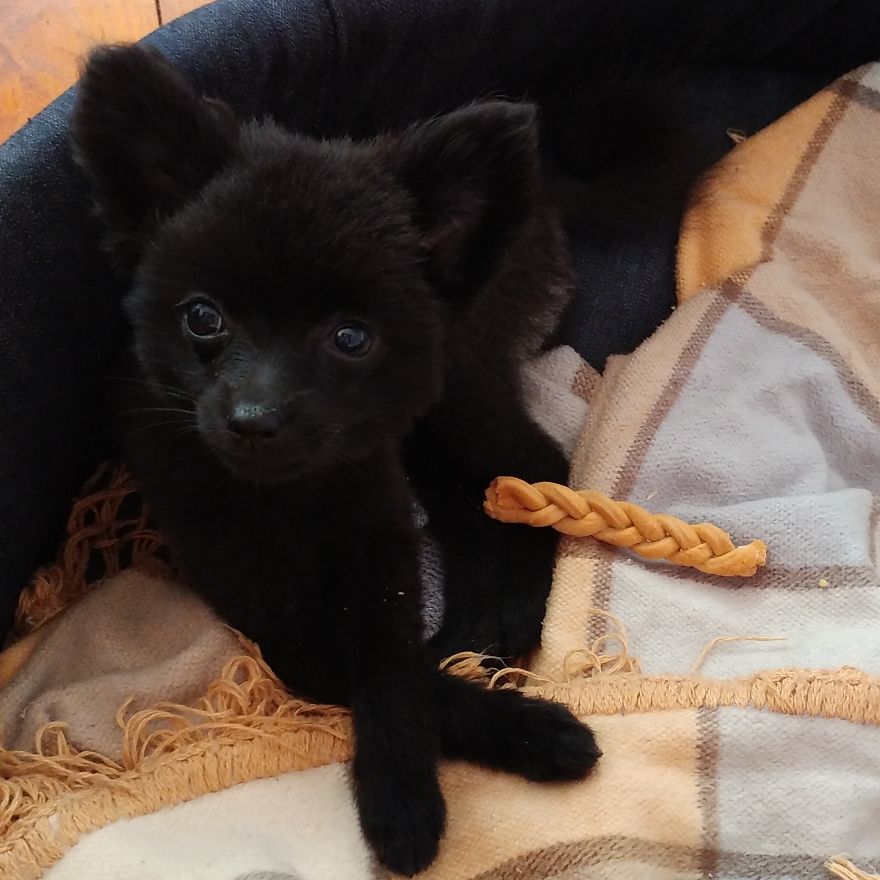 My Name Is Gizmo. No, Not The Gremlin My Name Is Gizmo. No, Not The Gremlin