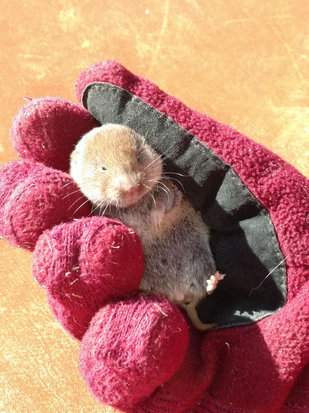 Saved This Little Vole From A Cat.