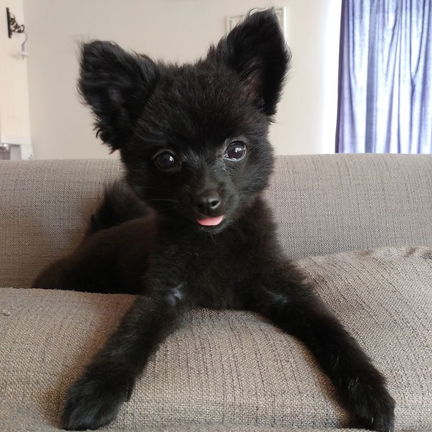 My Name Is Gizmo. No, Not The Gremlin My Name Is Gizmo. No, Not The Gremlin