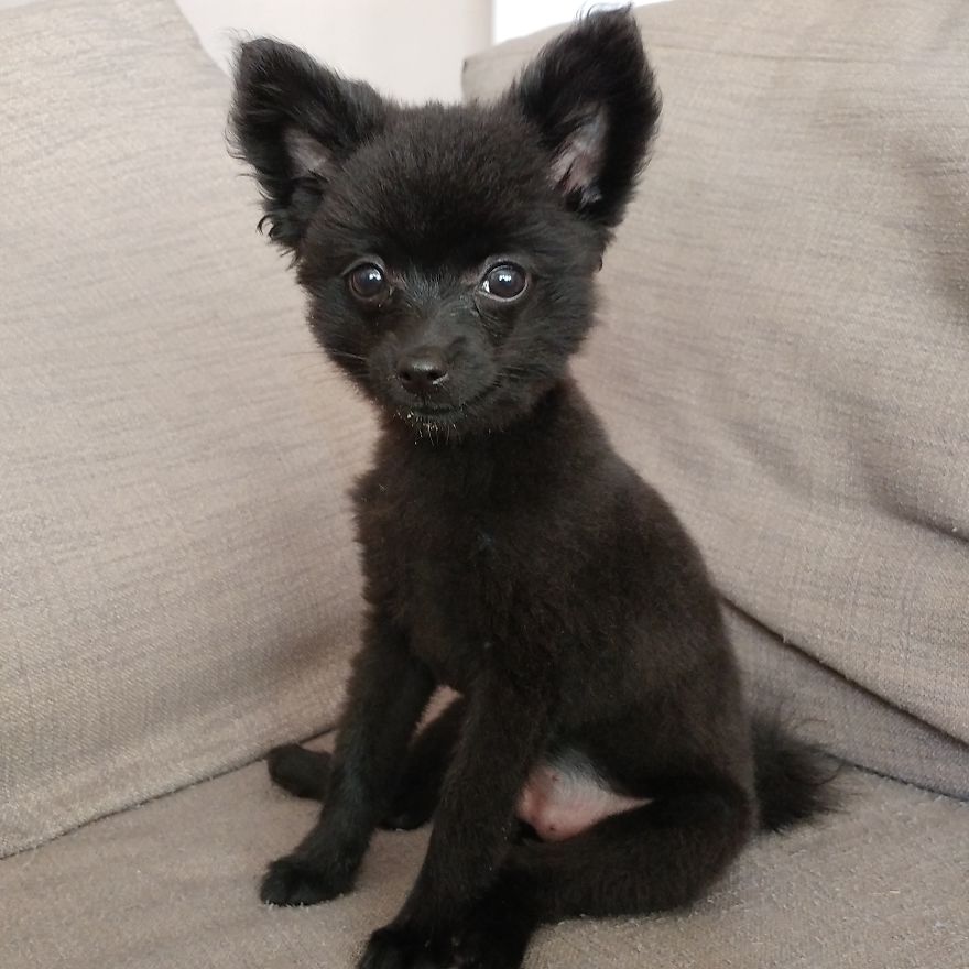 My Name Is Gizmo. No, Not The Gremlin My Name Is Gizmo. No, Not The Gremlin