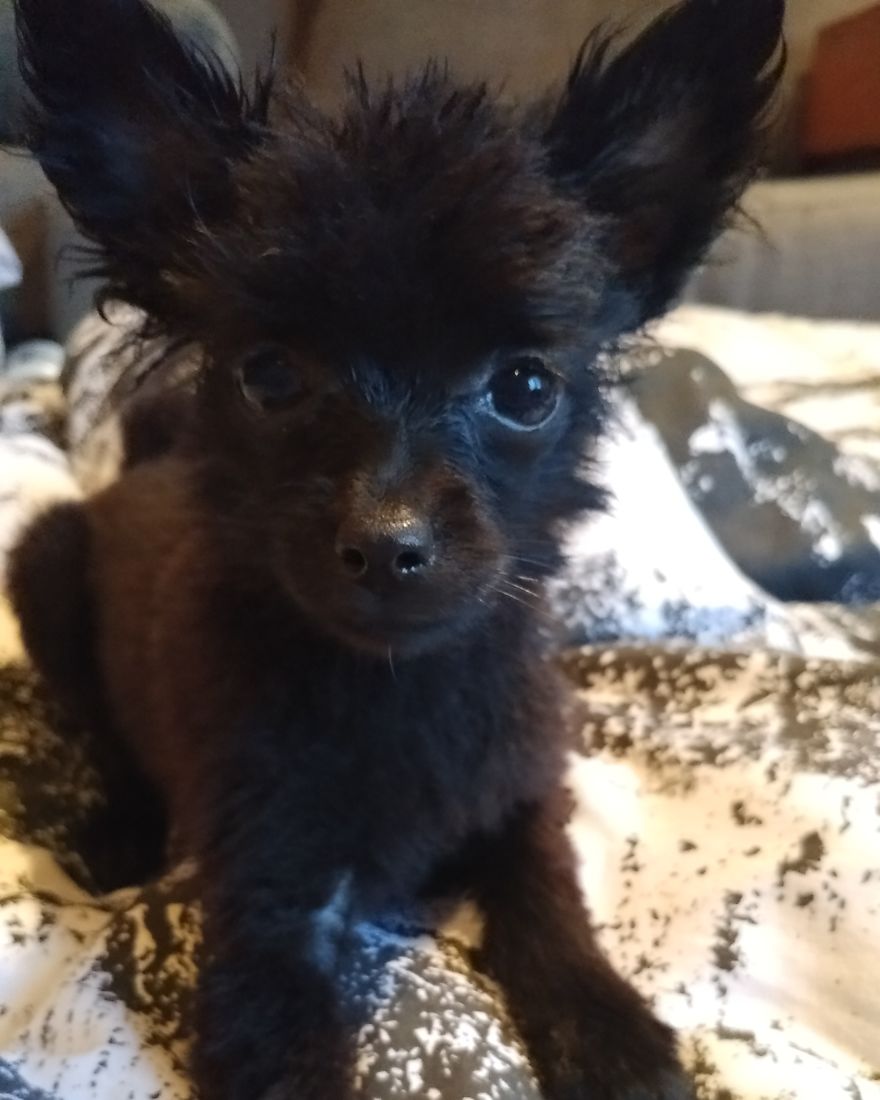 My Name Is Gizmo. No, Not The Gremlin My Name Is Gizmo. No, Not The Gremlin