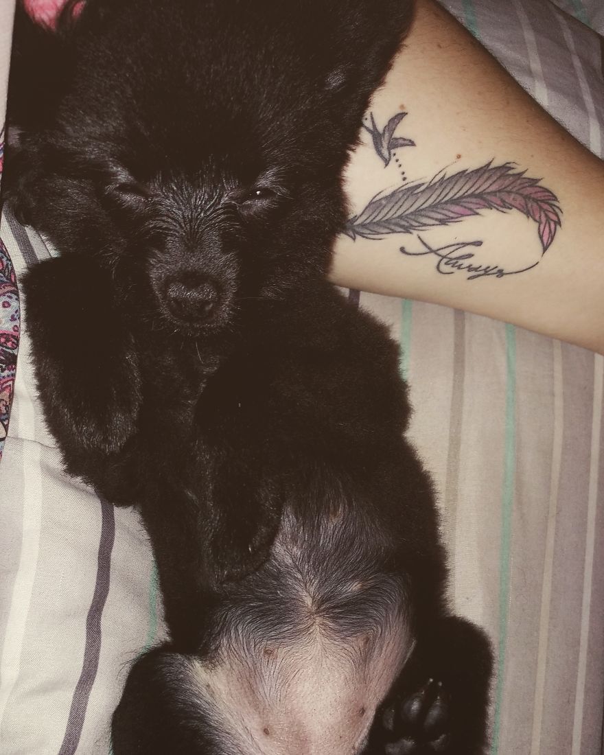 My Name Is Gizmo. No, Not The Gremlin My Name Is Gizmo. No, Not The Gremlin