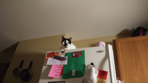 He Sat Like This During My While Workout, Just Staring At Me